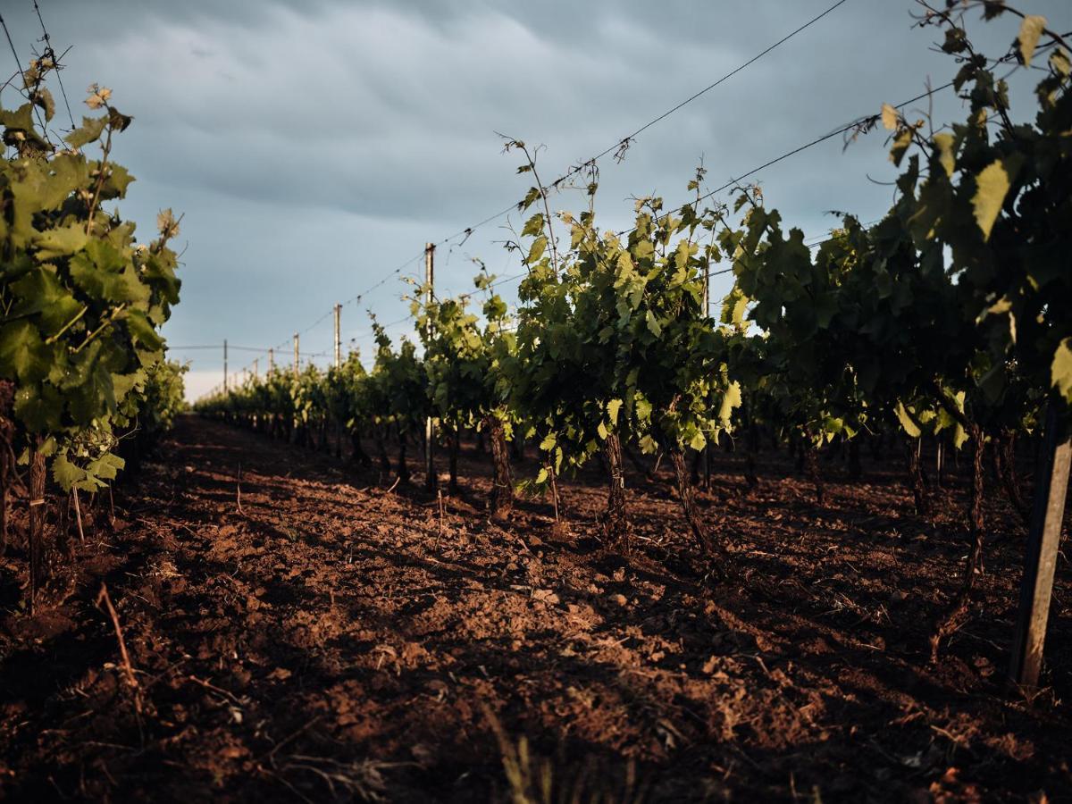 Domeniile Panciu Winery & Resort Sarbi  Exterior photo